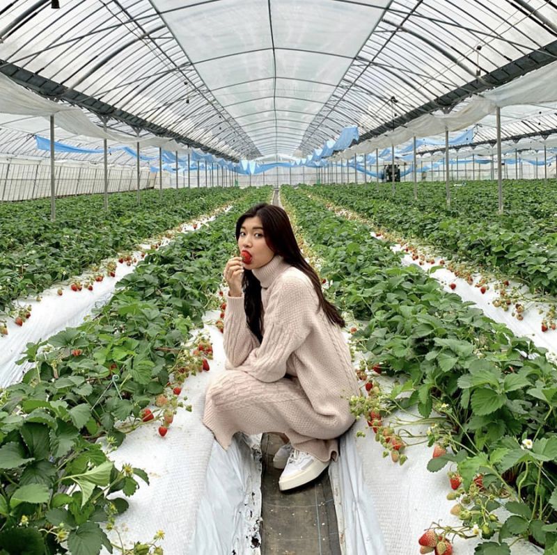 đồng ánh quỳnh đồng ánh quỳnh